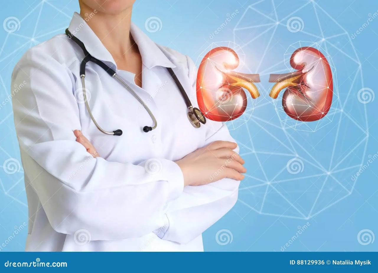 Urologist Doctor and Kidney . Stock Photo Image of kidney, healthy